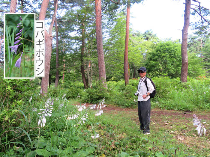 photo：オオバギボウシ咲く一の鳥居苑地 