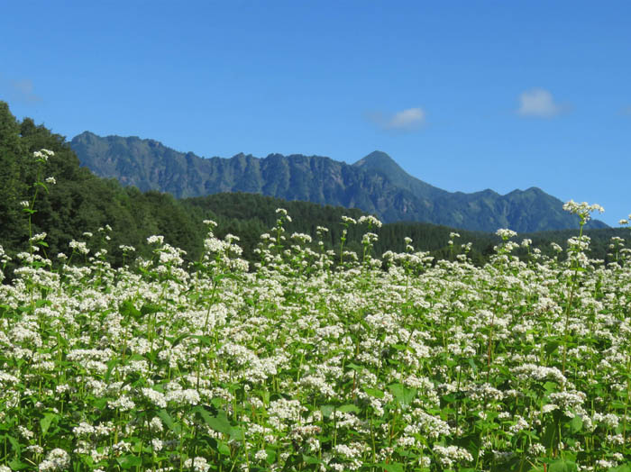 photo：7蕎麦の花と戸隠山：戸隠展望苑 