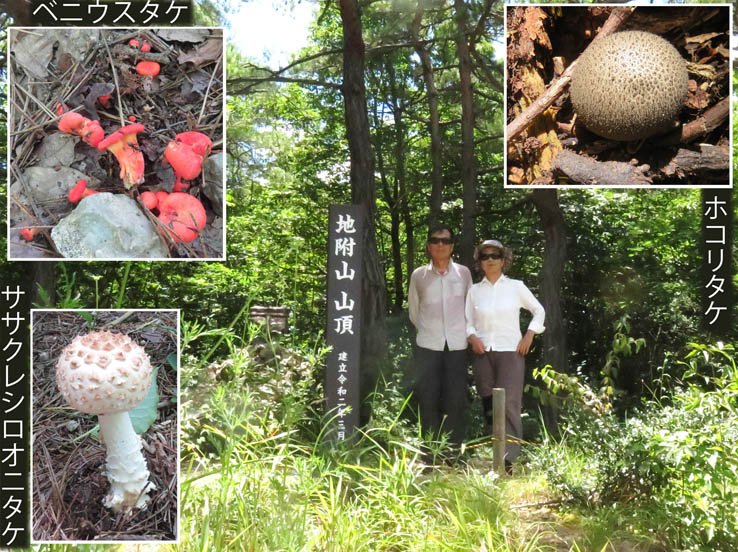 ササクレシロオニタケ,ホコリタケ：地附山 