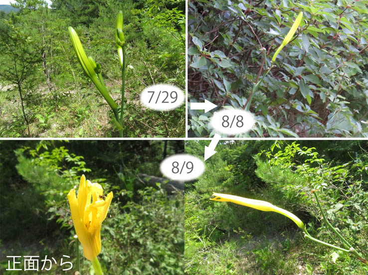 膨らんでいるユウスゲの蕾：地附山 