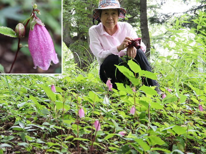 ヤマホタルブクロがいっぱい：志賀高原旭山