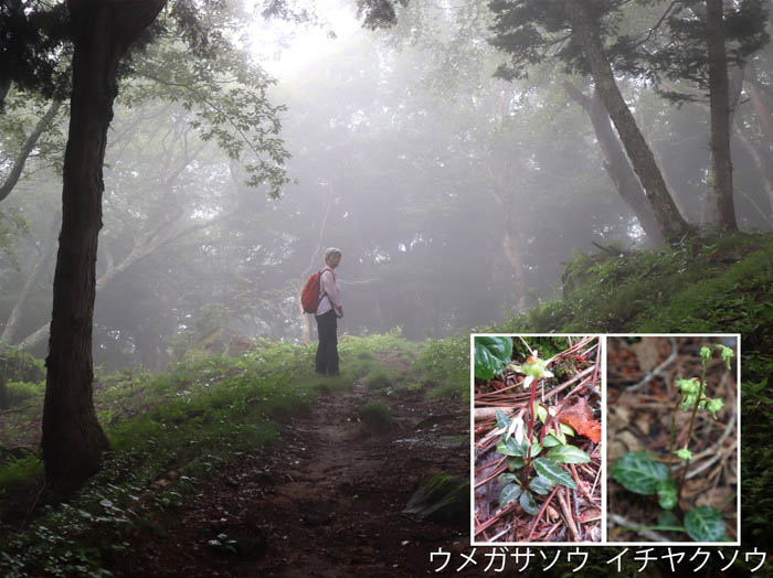 花の終わりを見ながら：志賀高原旭山