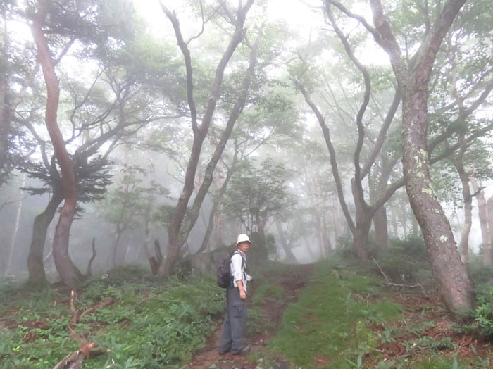 幻想的な霧の森：志賀高原旭山