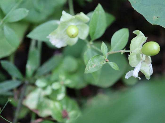 ナンバンハコベ若い実 ：戸隠森林植物園