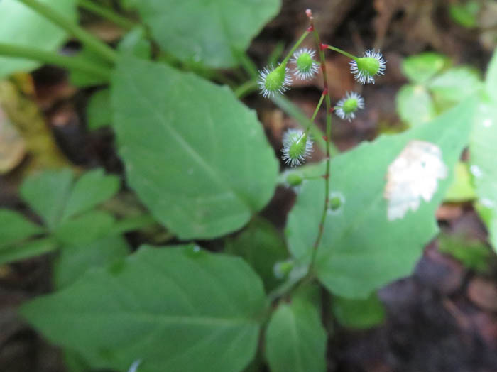 タニタデ ：戸隠森林植物園