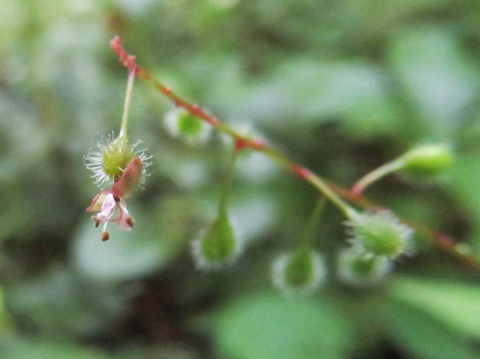 タニタデ ：戸隠森林植物園