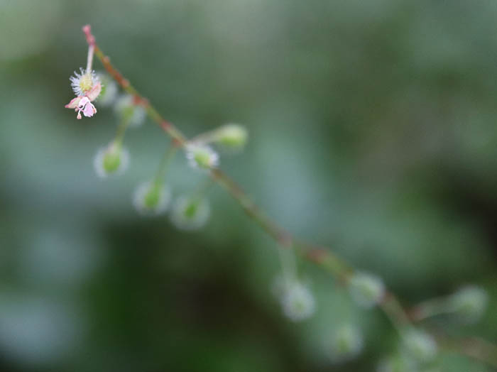 タニタデ ：戸隠森林植物園