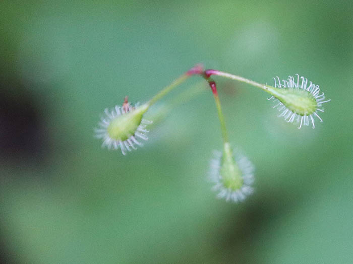 タニタデ ：戸隠森林植物園