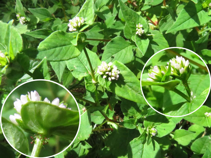 タニソバ ：戸隠森林植物園