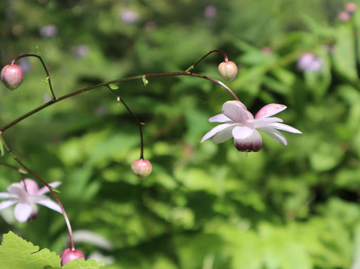 レンゲショウマ ：戸隠森林植物園