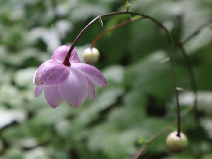 レンゲショウマ ：戸隠森林植物園