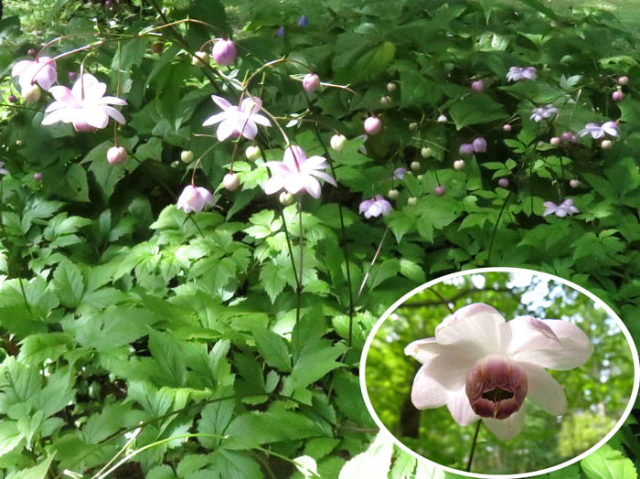 レンゲショウマ ：戸隠森林植物園