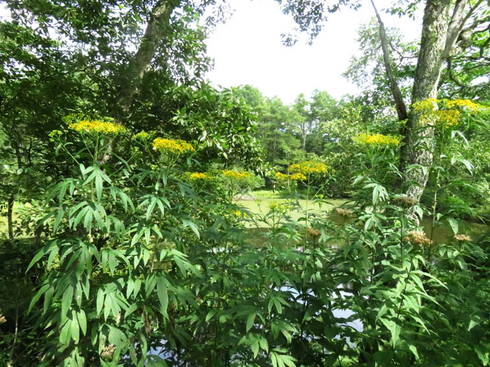 ハンゴンソウ ：戸隠森林植物園