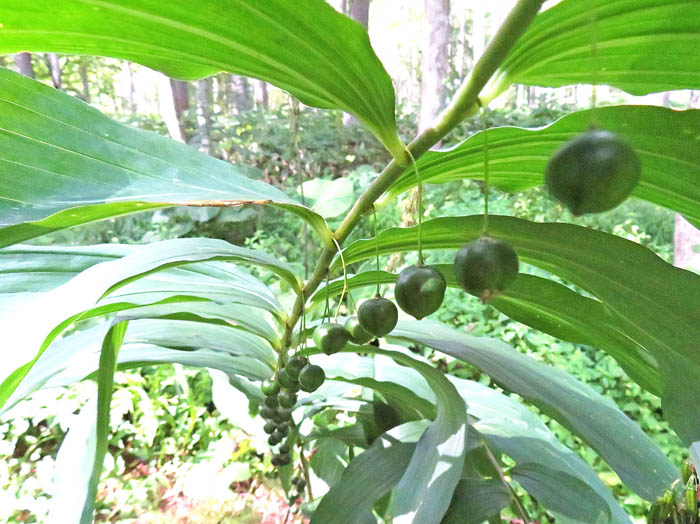 オオナルコユリ ：戸隠森林植物園