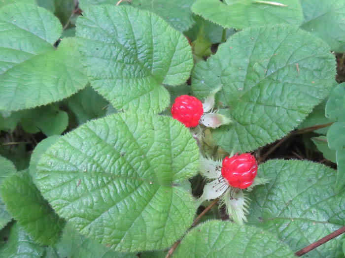 コバノフユイチゴ ：戸隠森林植物園