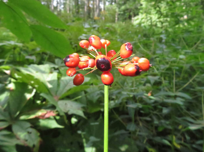 トチバニンジン ：戸隠森林植物園