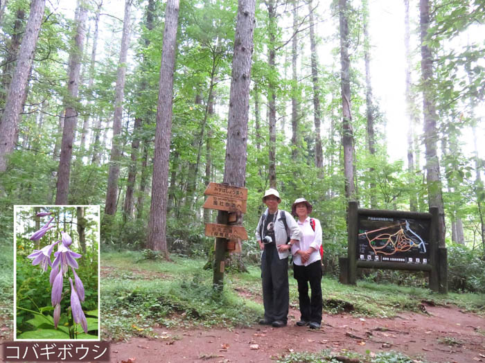 森が美しい高台園地 ：戸隠森林植物園