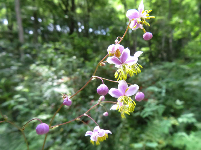 シキンカラマツ ：戸隠森林植物園