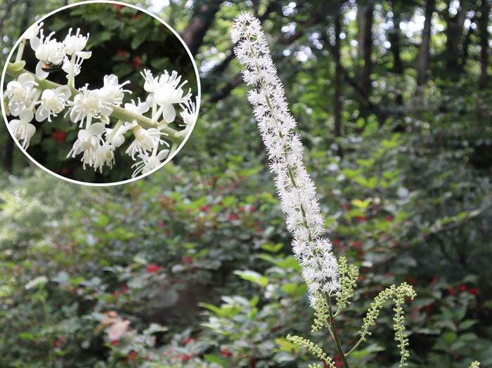 サラシナショウマ：戸隠森林植物園