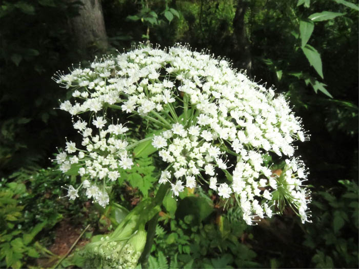 ヒュウガセンキュウ ：戸隠森林植物園