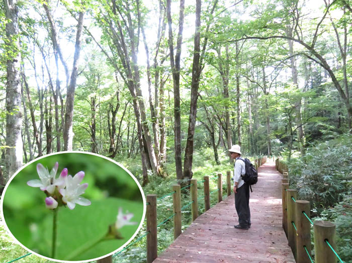 湿原にはミゾソバがいっぱい：戸隠森林植物園