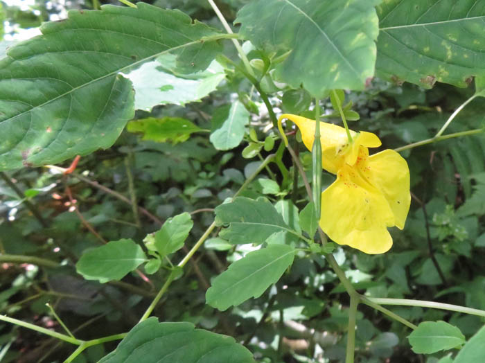 キツリフネ ：戸隠森林植物園