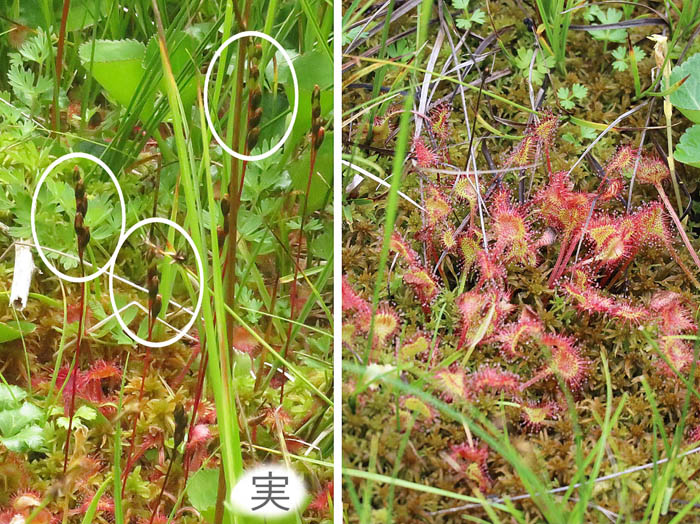 モウセンゴケの赤い葉と実：栂池自然園