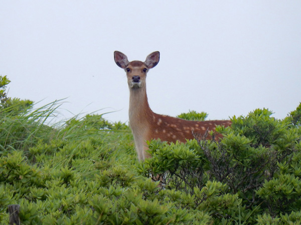 photo・山頂で会った鹿