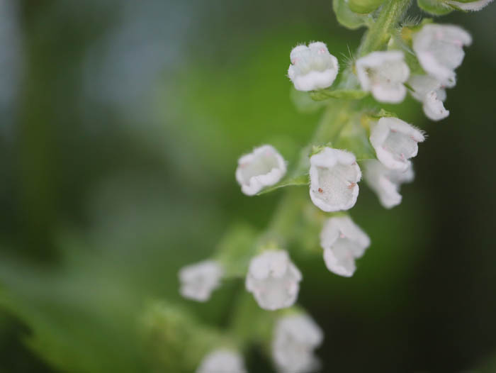 青紫蘇の花