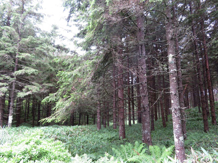 photo・針葉樹の森