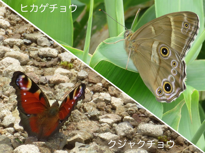 photo・出会った蝶