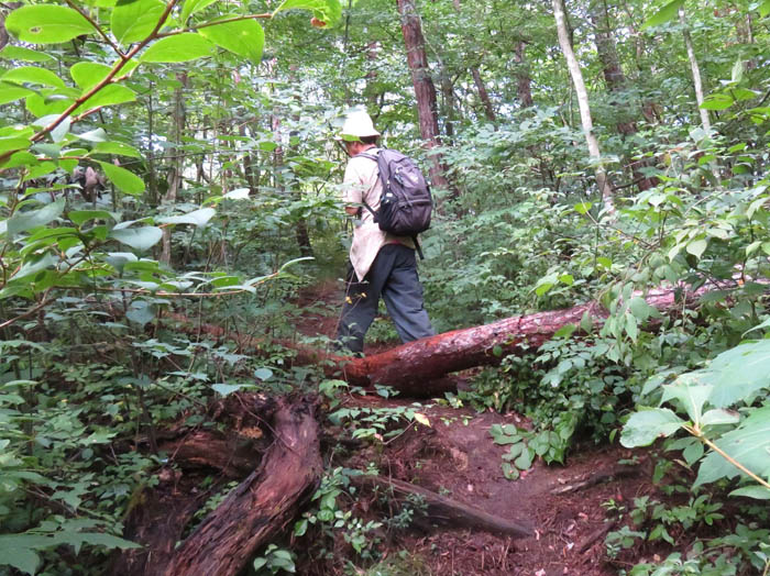 photo：登山道に倒れ込んだ木：地附山 