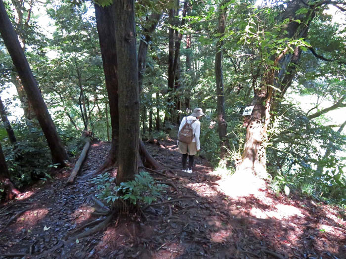 木の根が張り出した滑りやすい道：鎌倉広町緑地 