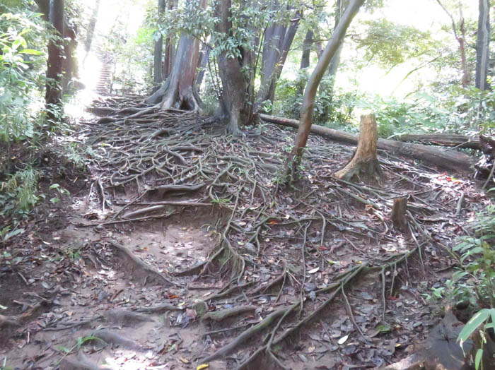 木の根：鎌倉広町緑地 