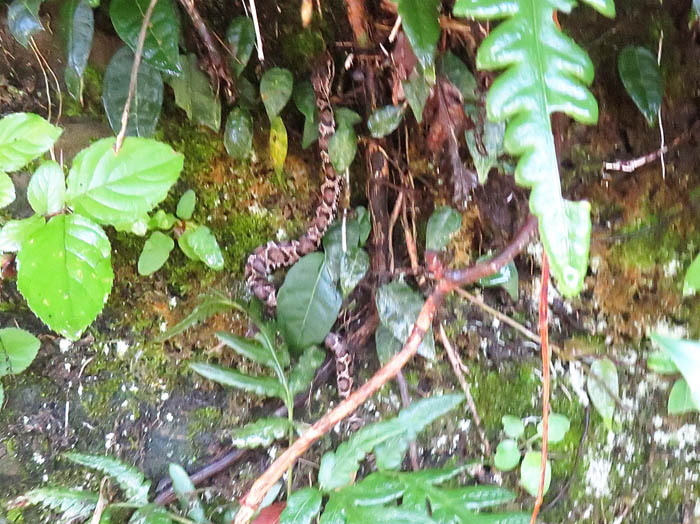 子供のマムシかな：鎌倉広町緑地