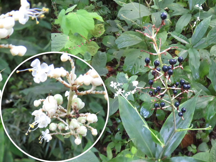 ヤブミョウガ花と実：鎌倉広町緑地 