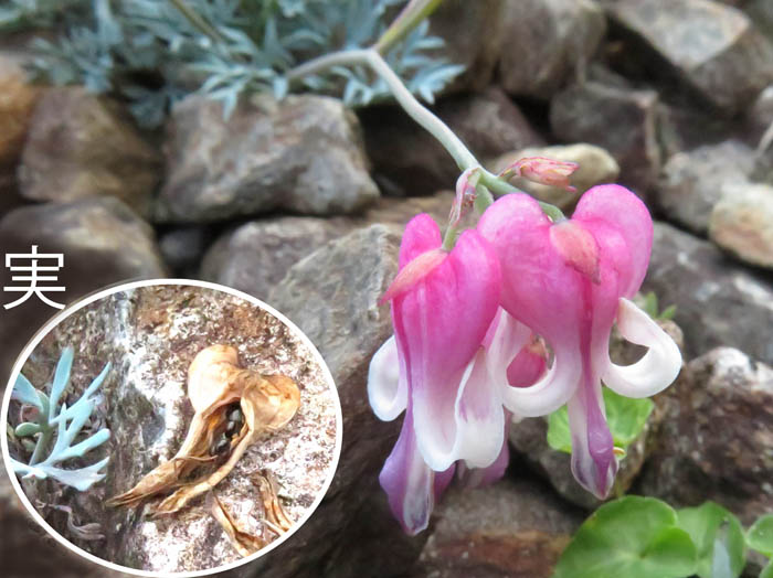 コマクサ花と実：白馬五竜高山植物園 