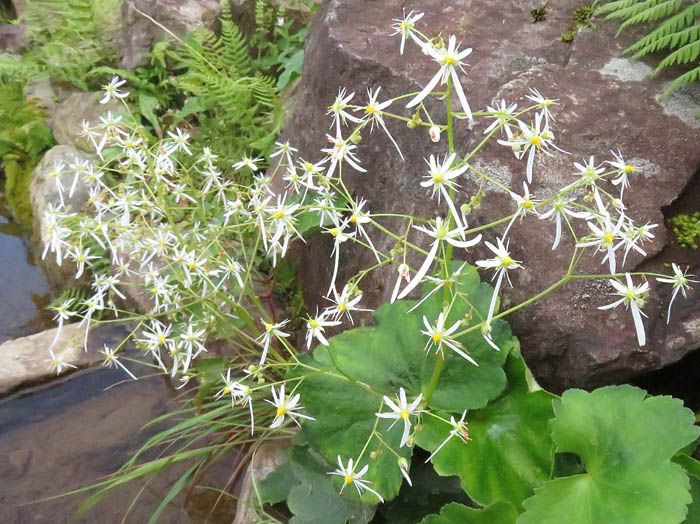 ミヤマダイモンジソウ：白馬五竜高山植物園 