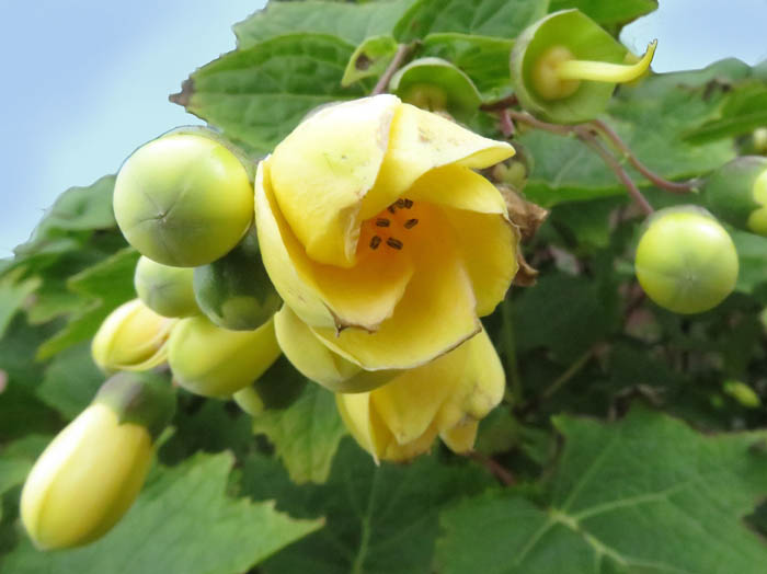 キレンゲショウマ：白馬五竜高山植物園 