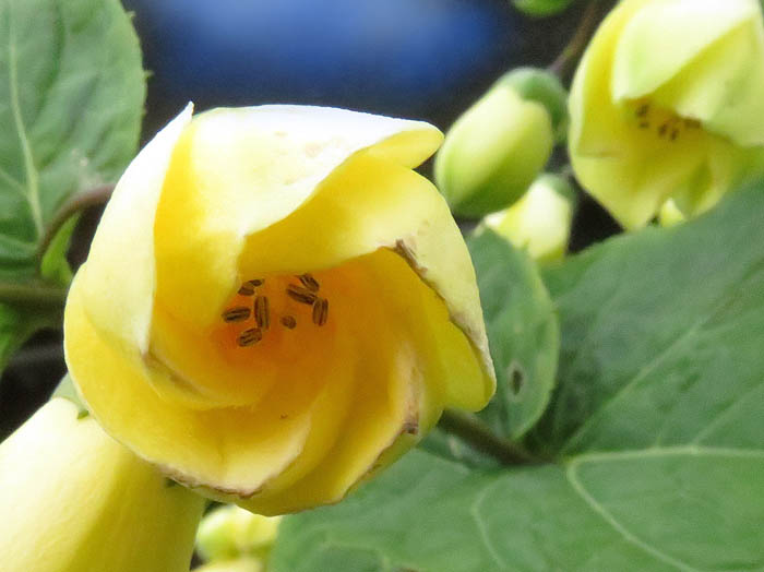 キレンゲショウマ：白馬五竜高山植物園 