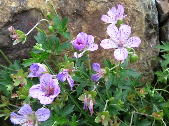 コマクサ花と実：白馬五竜高山植物園 