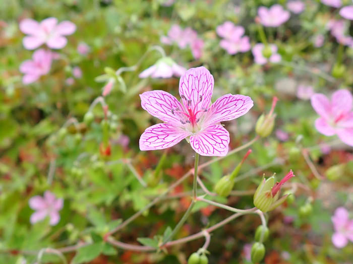 ハクサンイチゲ：白馬五竜高山植物園 