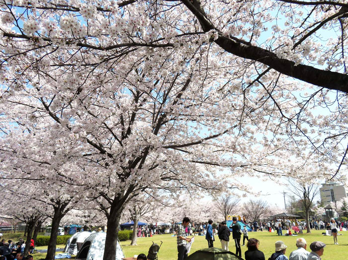 桜祭り：城山公園 