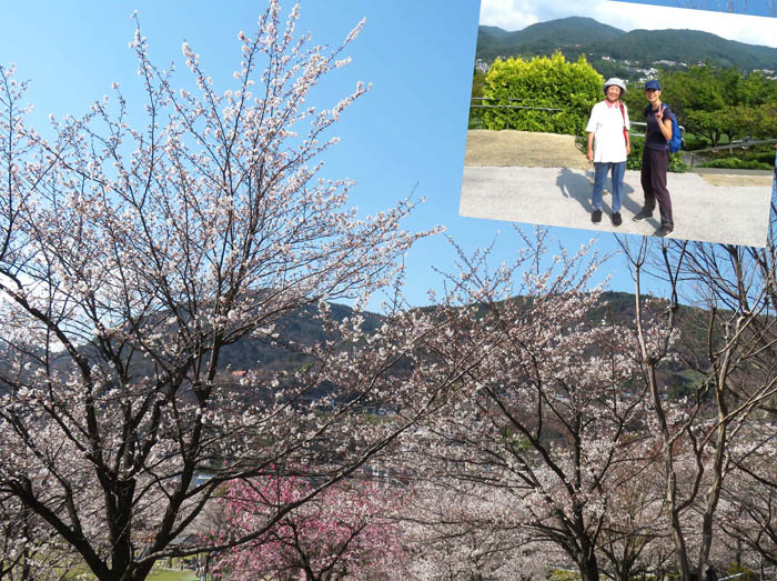 ４月は桜が満開になる城山公園 