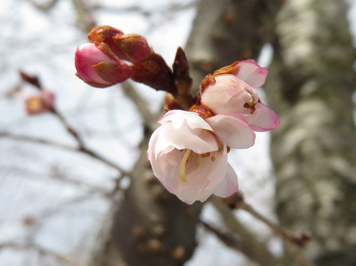 冬の桜：城山公園 