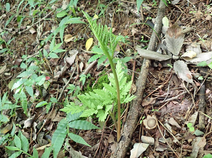 フユノハナワラビ：茶臼山 