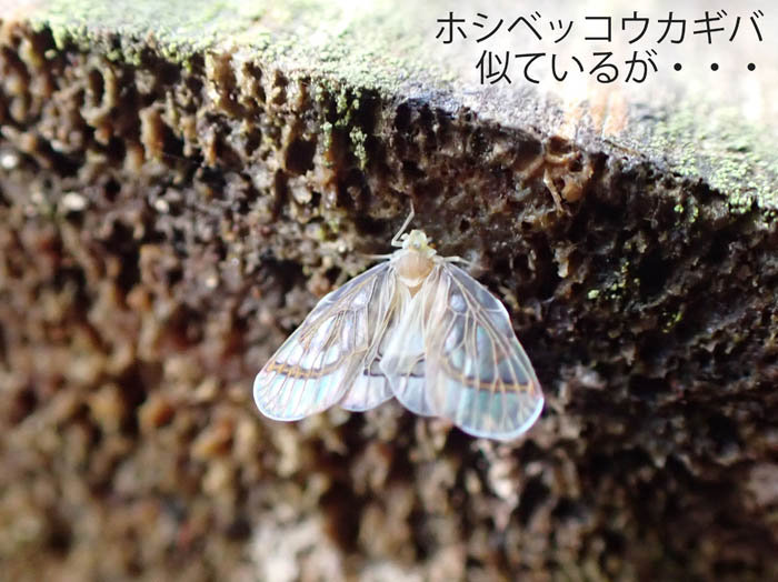 photo：ホシベッコウカギバに似ている蛾：地附山 