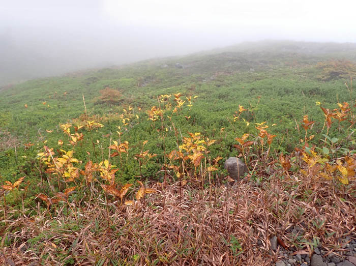 photo13草紅葉がきれい：那須岳 