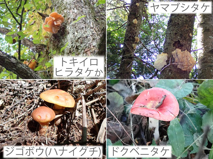 photo1ジゴボウなど 