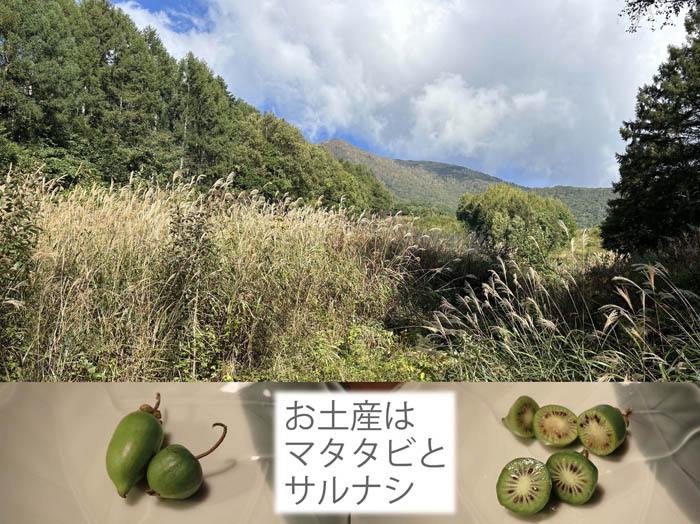 photo16朝の飯綱高原と戸隠土産・マタタビとサルナシの実 